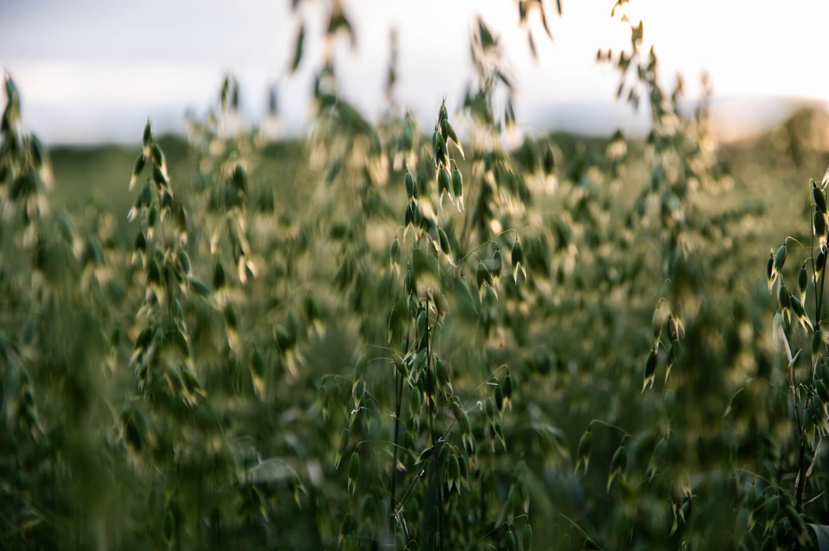 Done with cereals. What about the other crops?